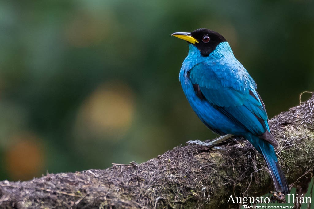 Green Honeycreeper - ML151526261