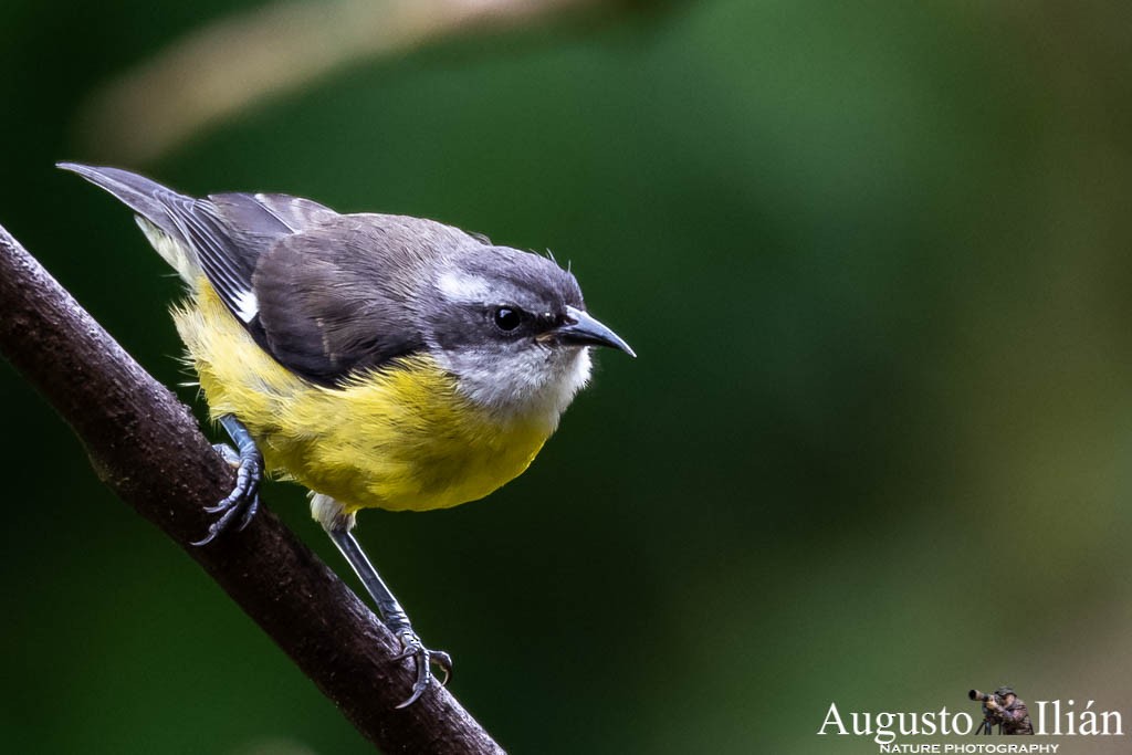 Bananaquit - ML151526891