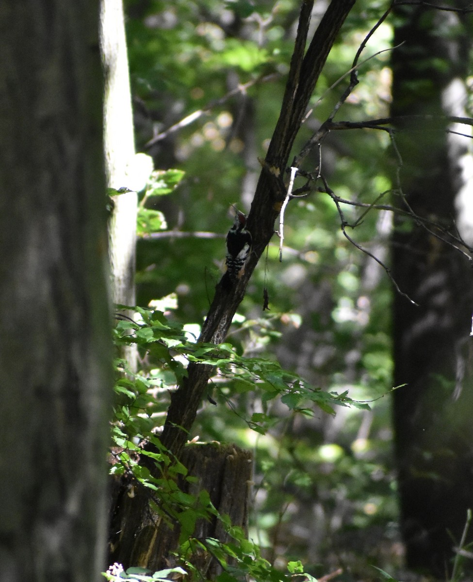 Middle Spotted Woodpecker - ML151528031