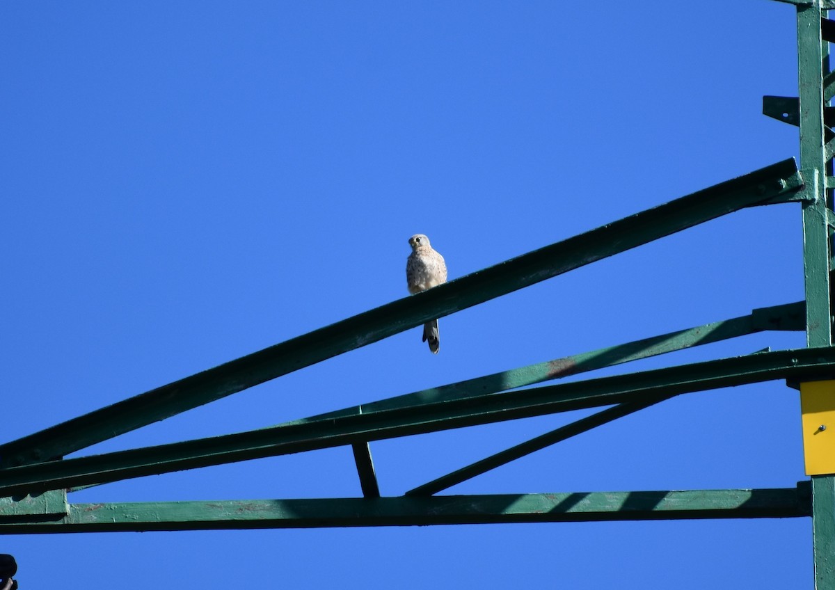 Eurasian Kestrel - ML151528061