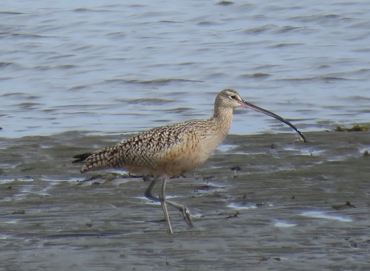 Long-billed Curlew - ML151529201