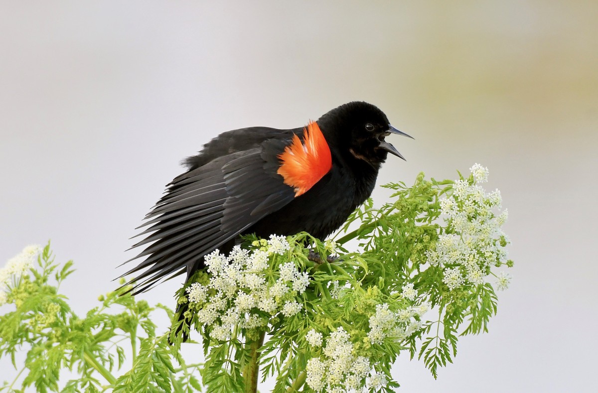 Red-winged Blackbird - ML151530021