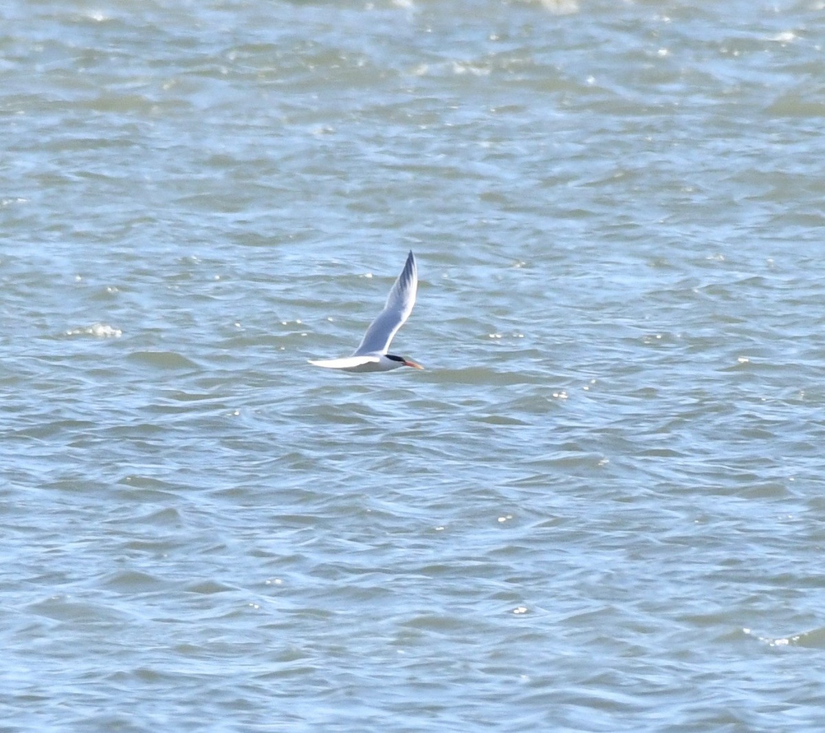 Elegant Tern - ML151530151