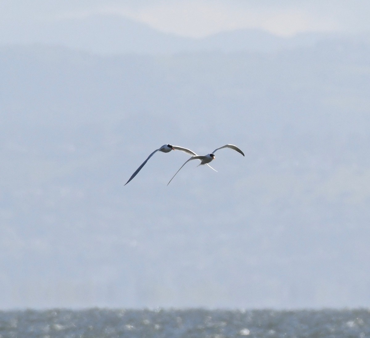 Elegant Tern - ML151530161