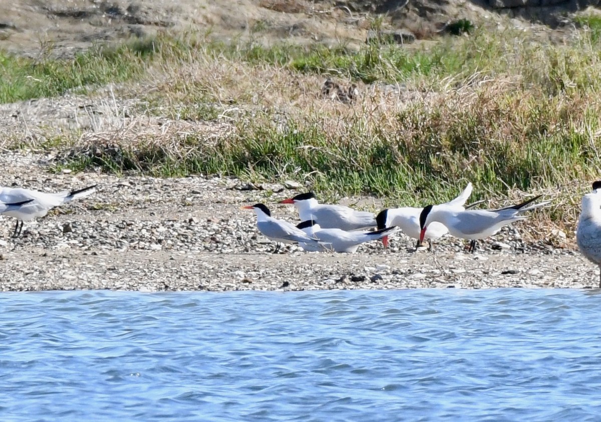 Elegant Tern - ML151530171