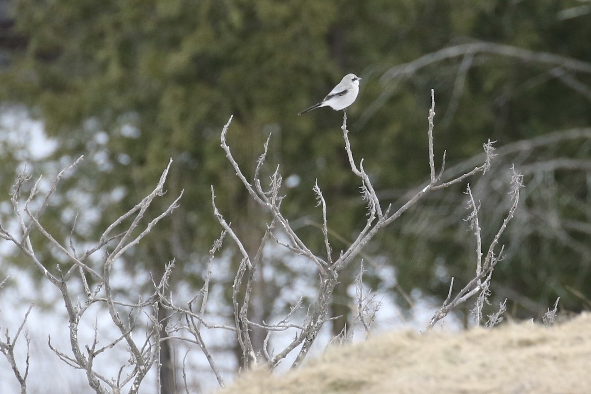 Northern Shrike - ML151531231