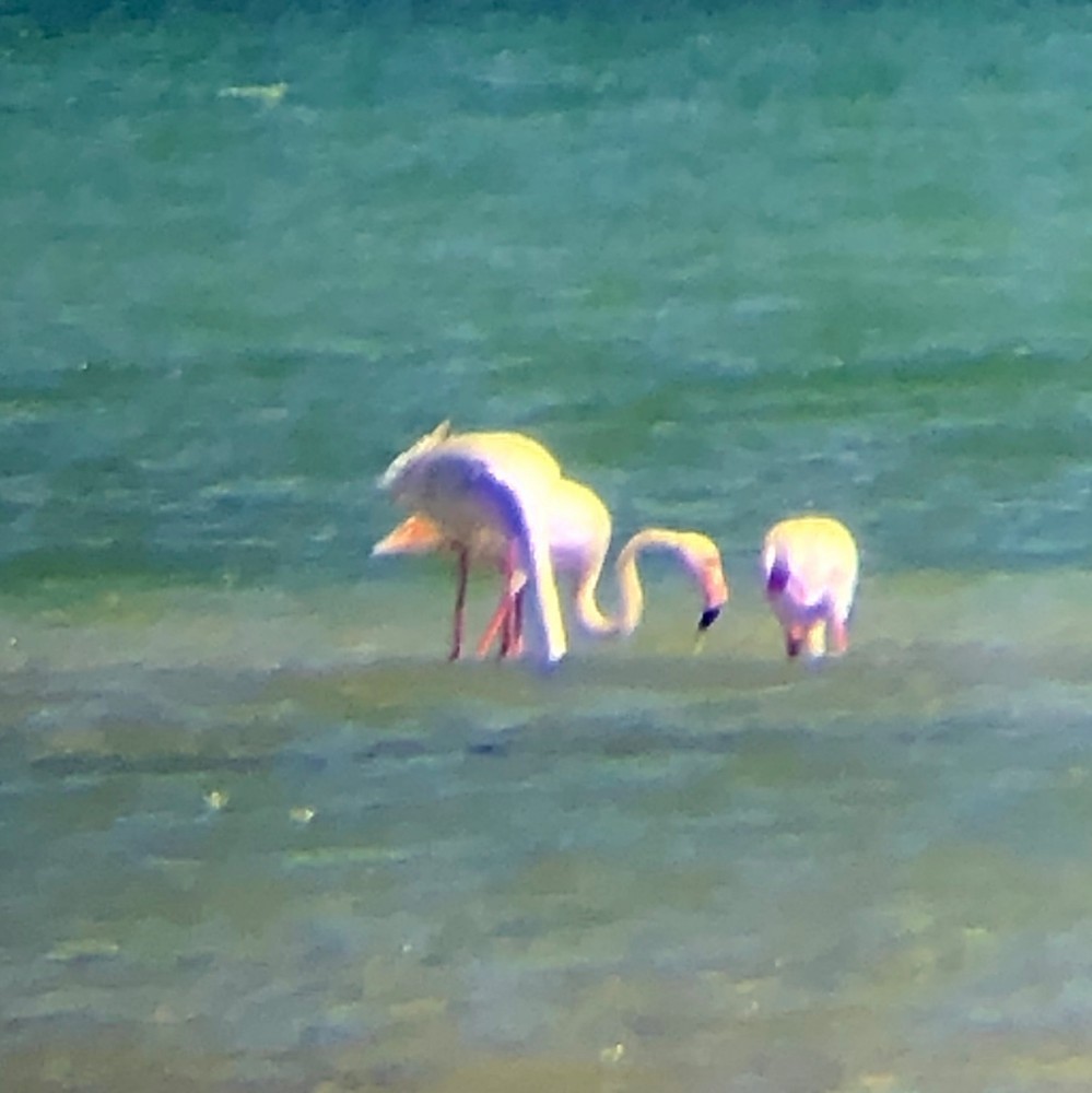 Greater Flamingo - ML151531401