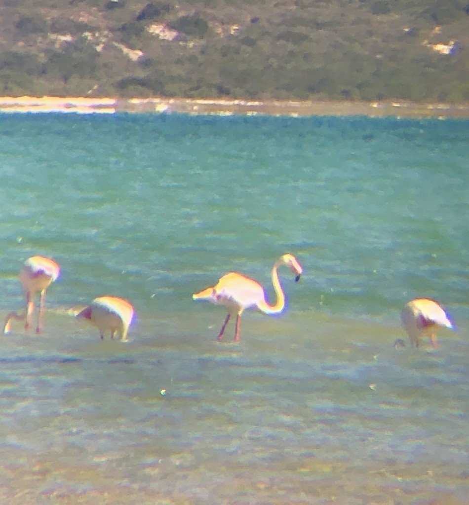 Greater Flamingo - ML151531501