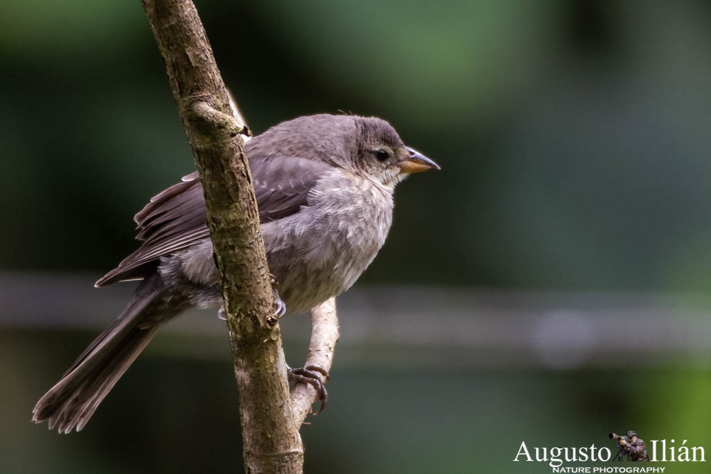 Shiny Cowbird - ML151532831