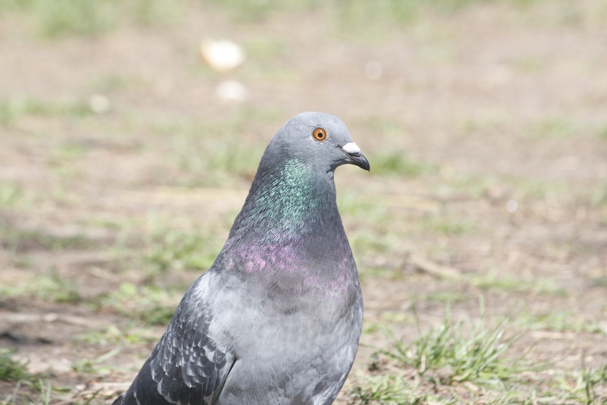 Rock Pigeon (Feral Pigeon) - ML151533011