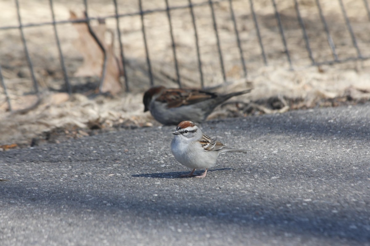 Chipping Sparrow - ML151533461