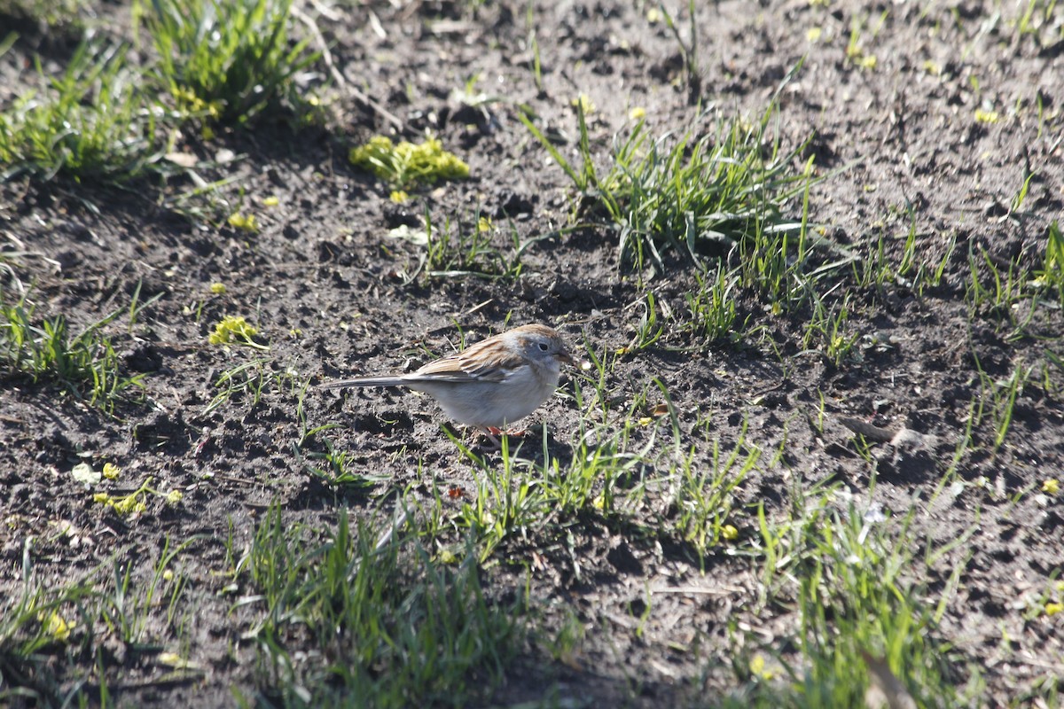 Field Sparrow - ML151533521