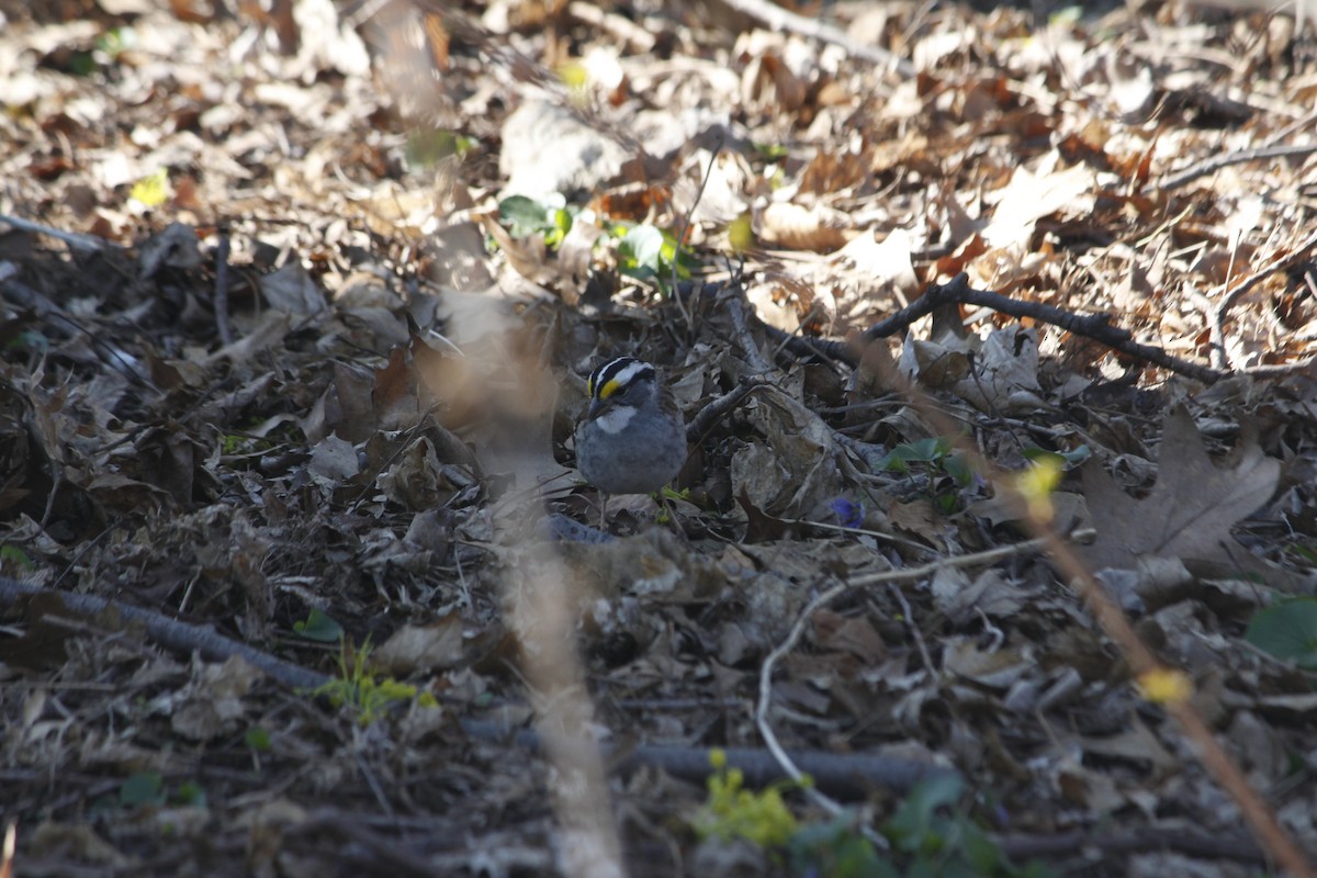 White-throated Sparrow - ML151533691