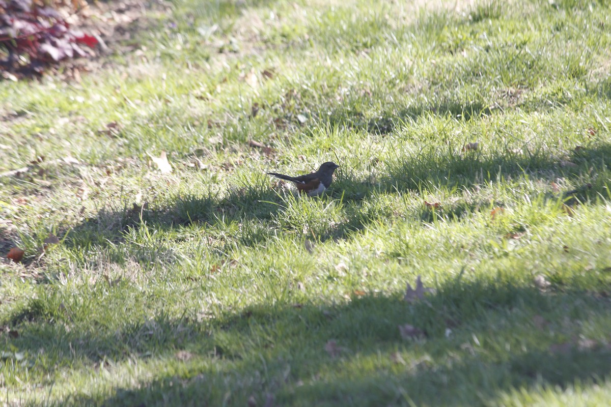 Eastern Towhee - ML151533841