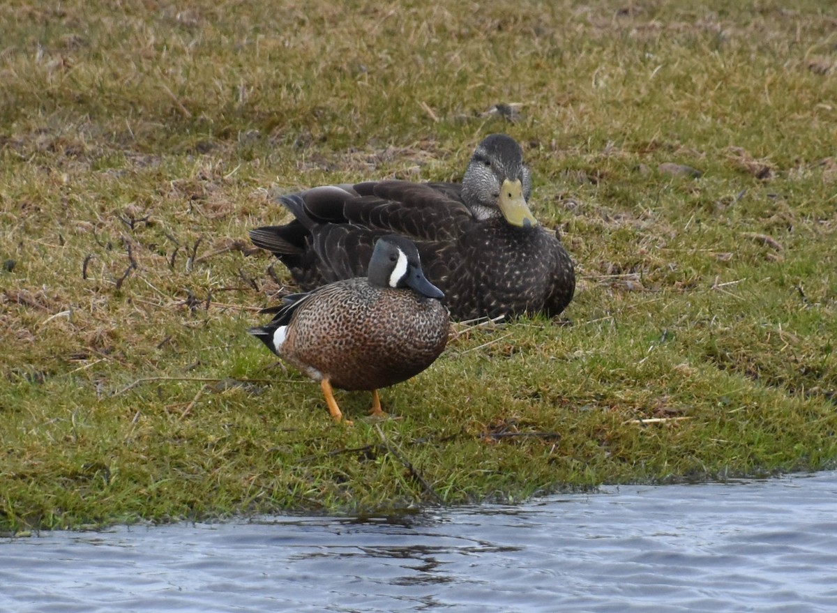 Blue-winged Teal - ML151534501