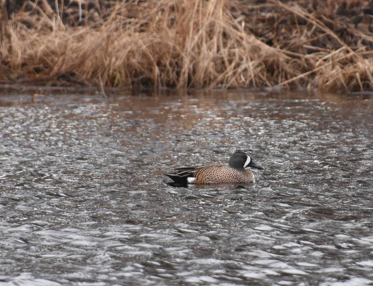 Blue-winged Teal - ML151534551