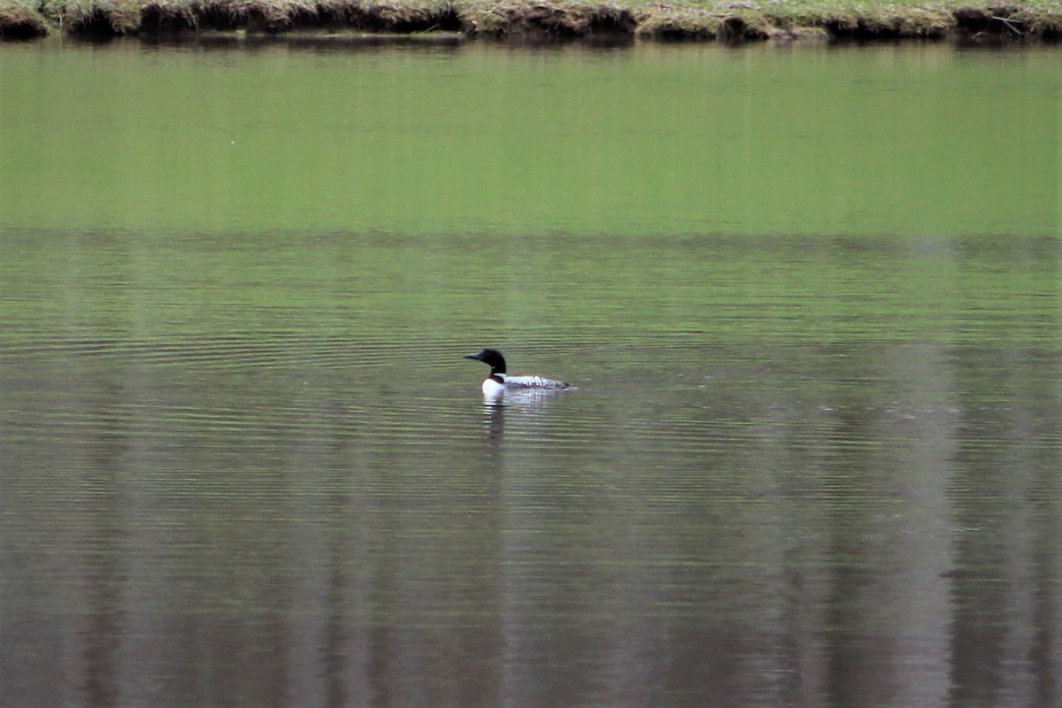 Common Loon - James Kerner