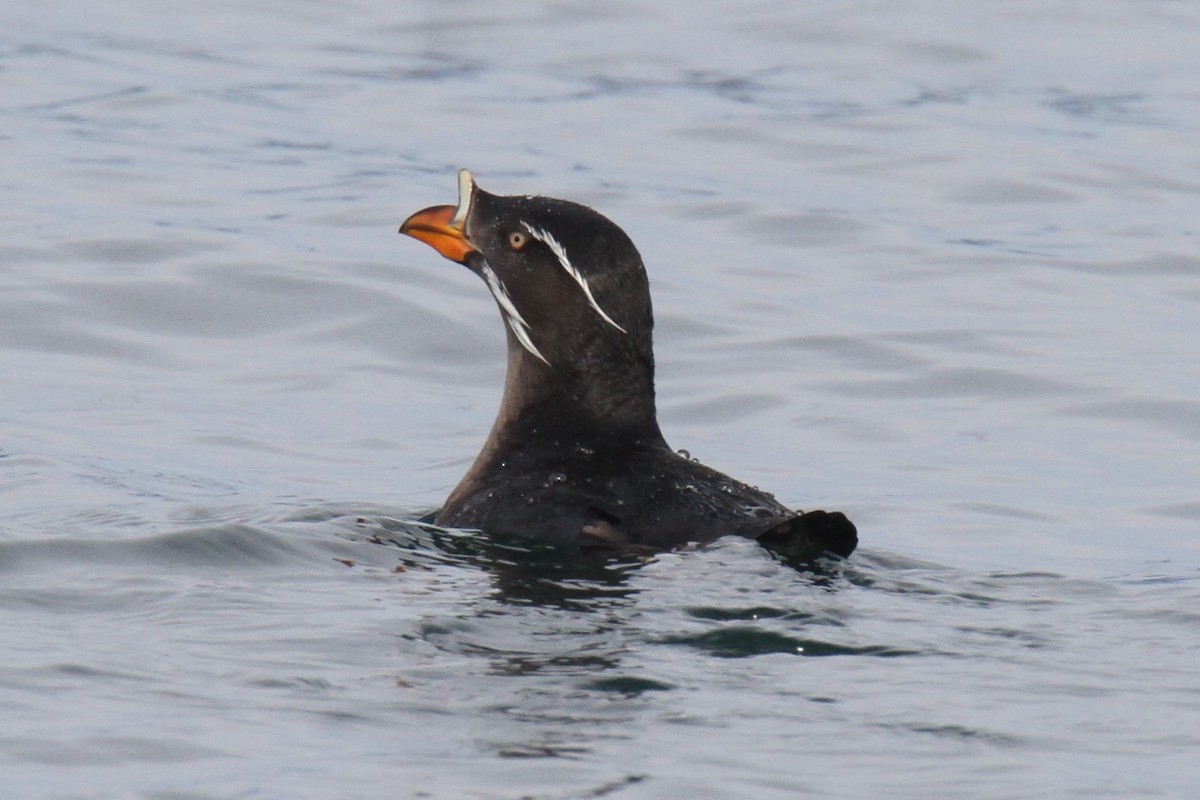 Rhinoceros Auklet - Daniel Donnecke