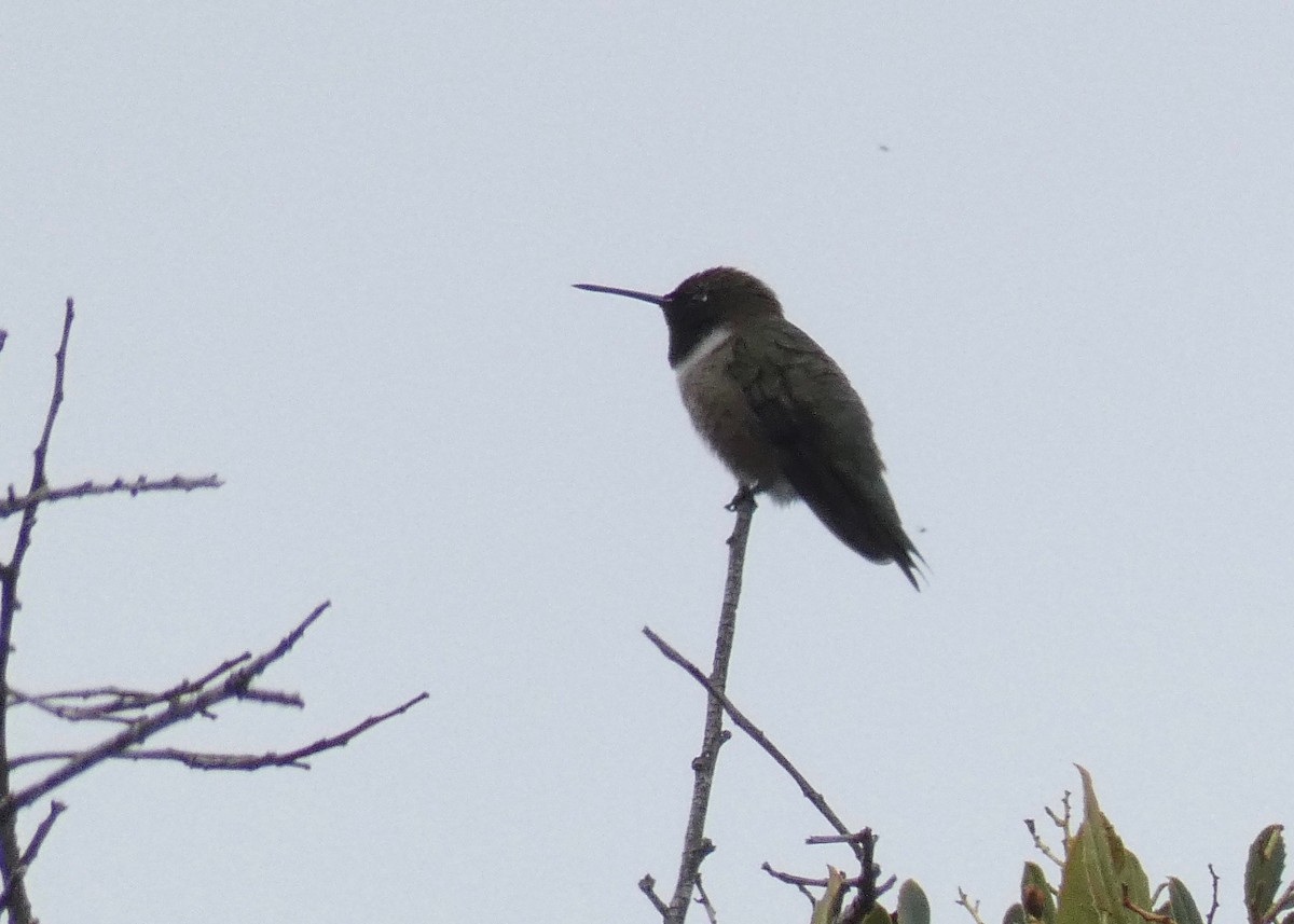 Black-chinned Hummingbird - ML151536211