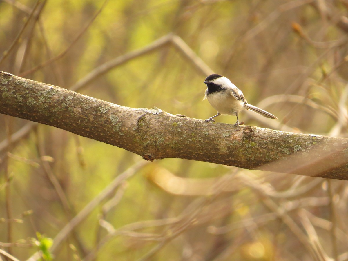 Black-capped Chickadee - Martin Stoner