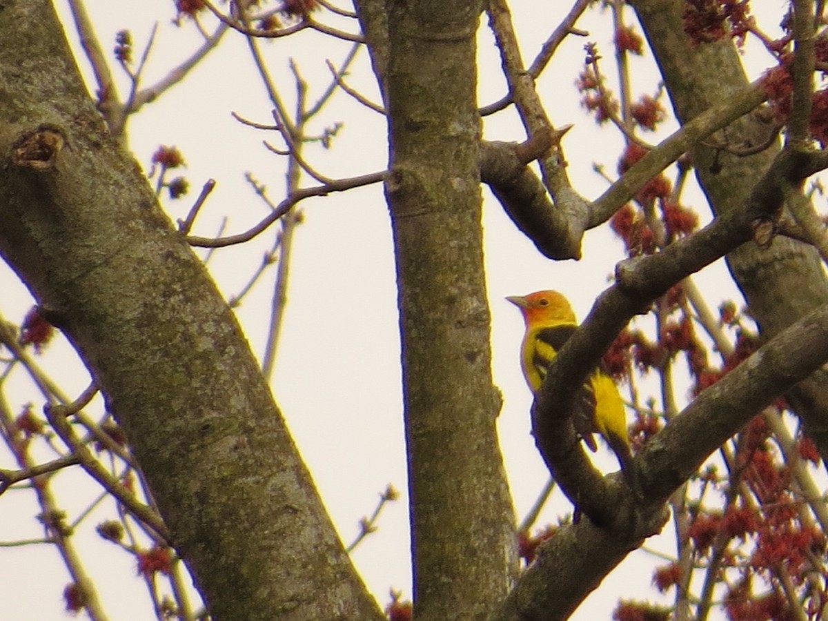 Western Tanager - Martin Stoner