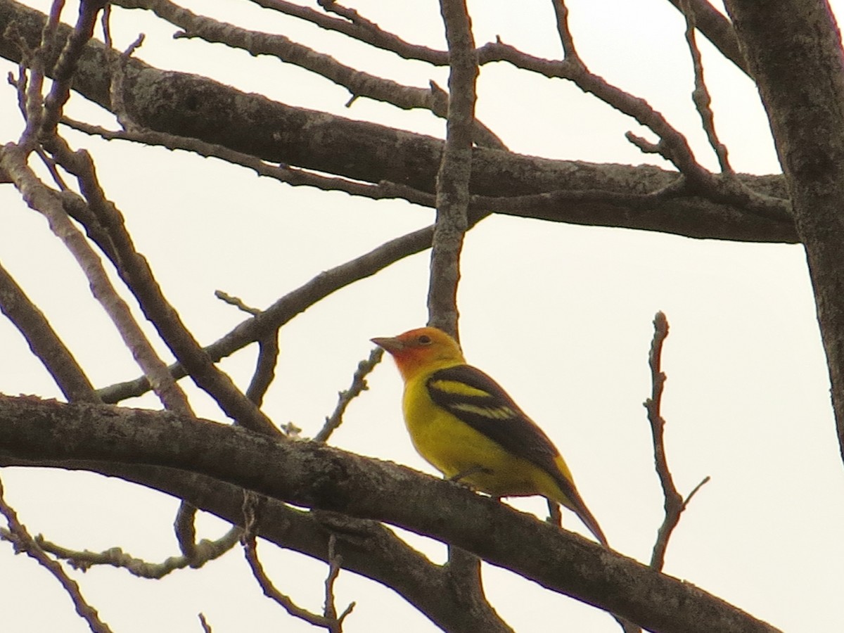 Western Tanager - Martin Stoner