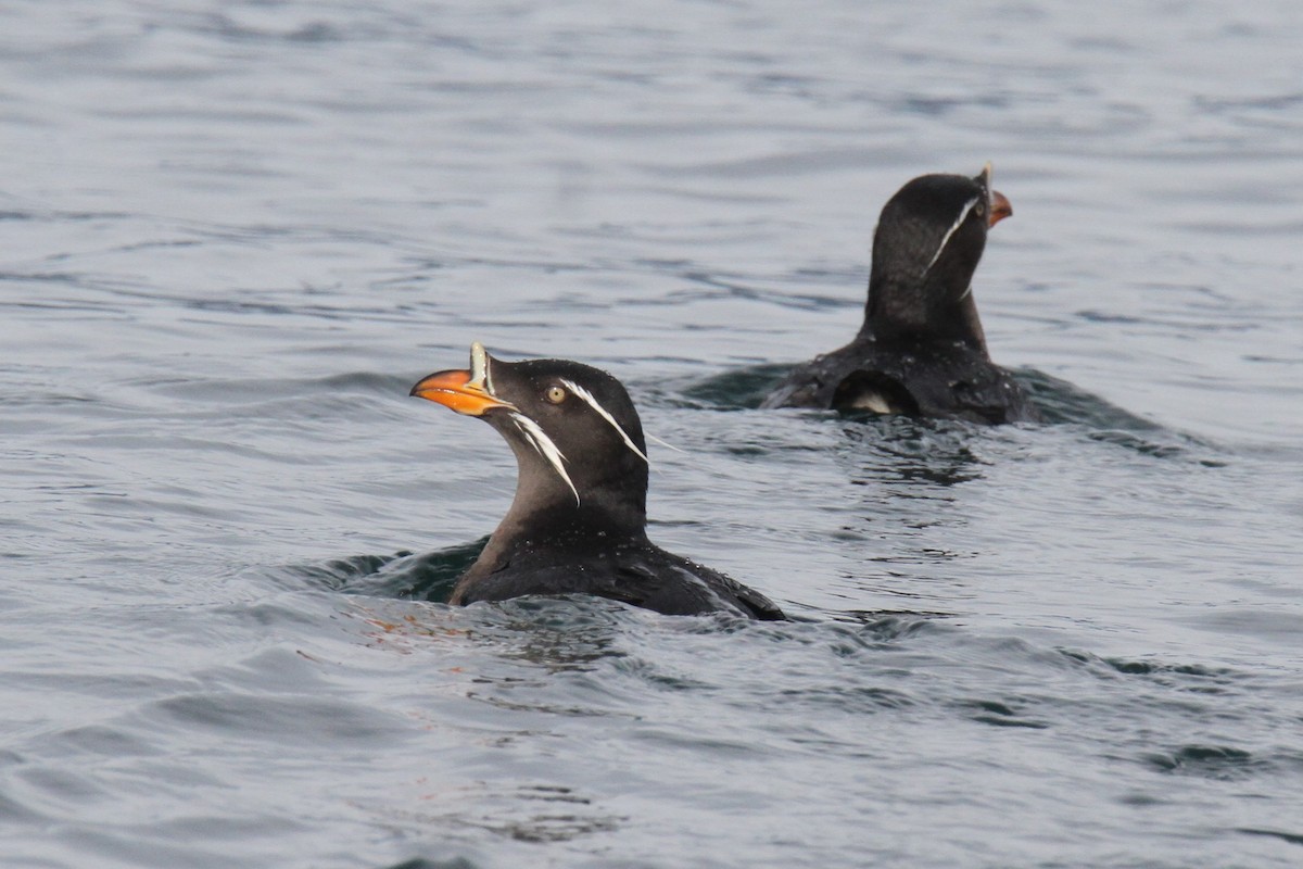 Rhinoceros Auklet - Daniel Donnecke