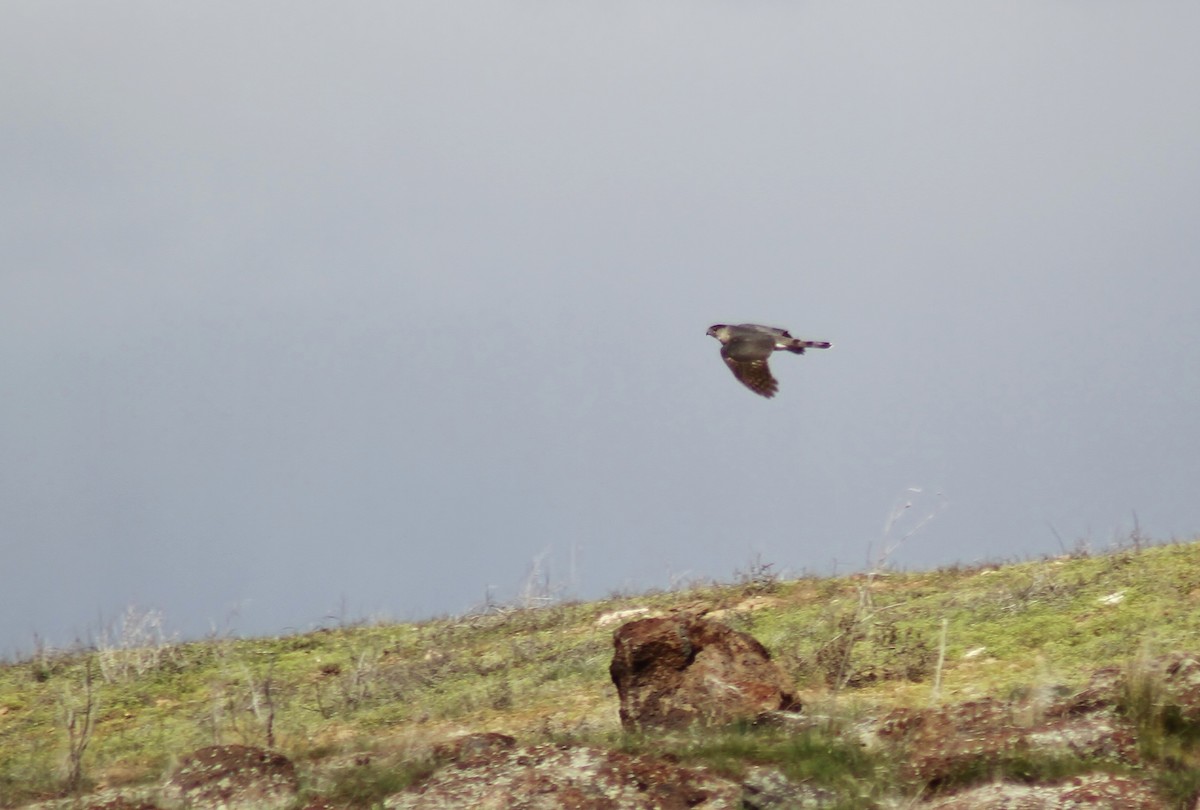 Cooper's Hawk - Jared Peck