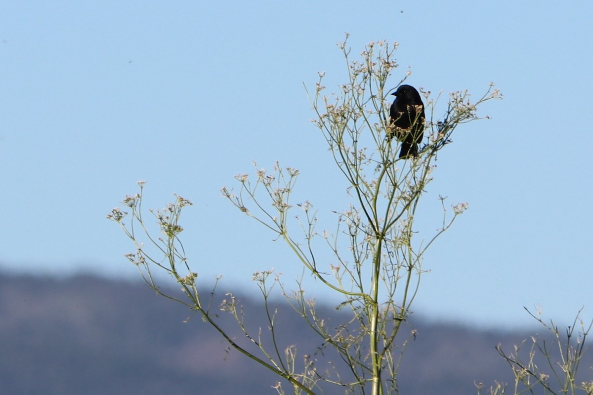 Brewer's Blackbird - ML151537561