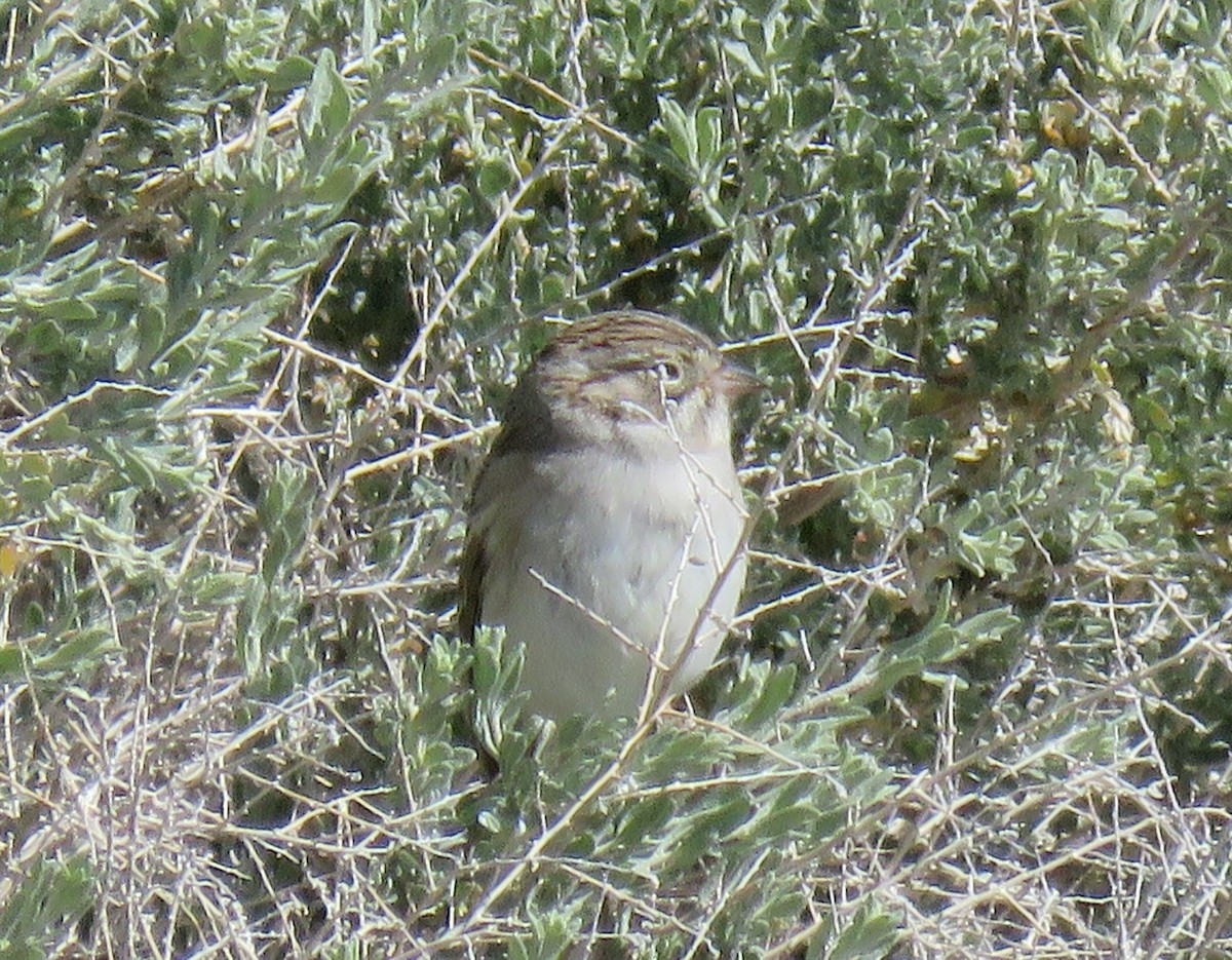 Brewer's Sparrow - ML151538321