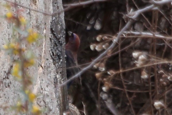 Varied Bunting - ML151540321