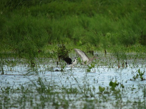 Black-tailed Godwit - ML151540961