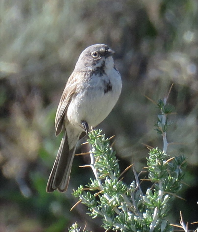 Sagebrush/Bell's Sparrow (Sage Sparrow) - Barbara Kelley