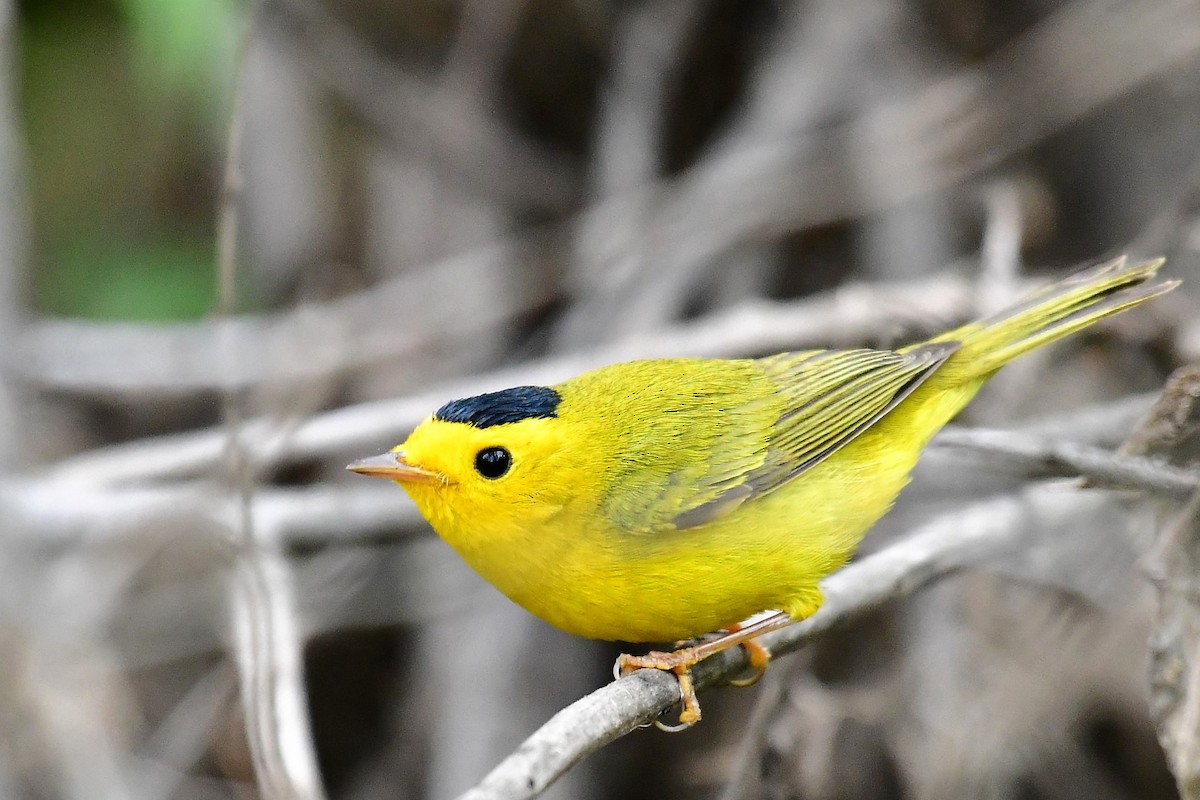 Wilson's Warbler - ML151542531