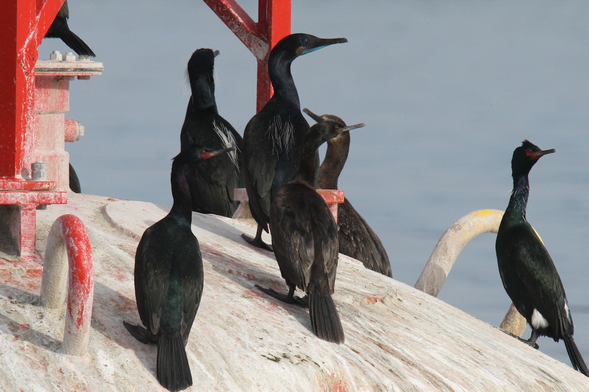 Brandt's Cormorant - Daniel Donnecke