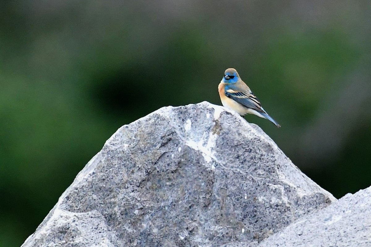 Lazuli Bunting - Sia McGown