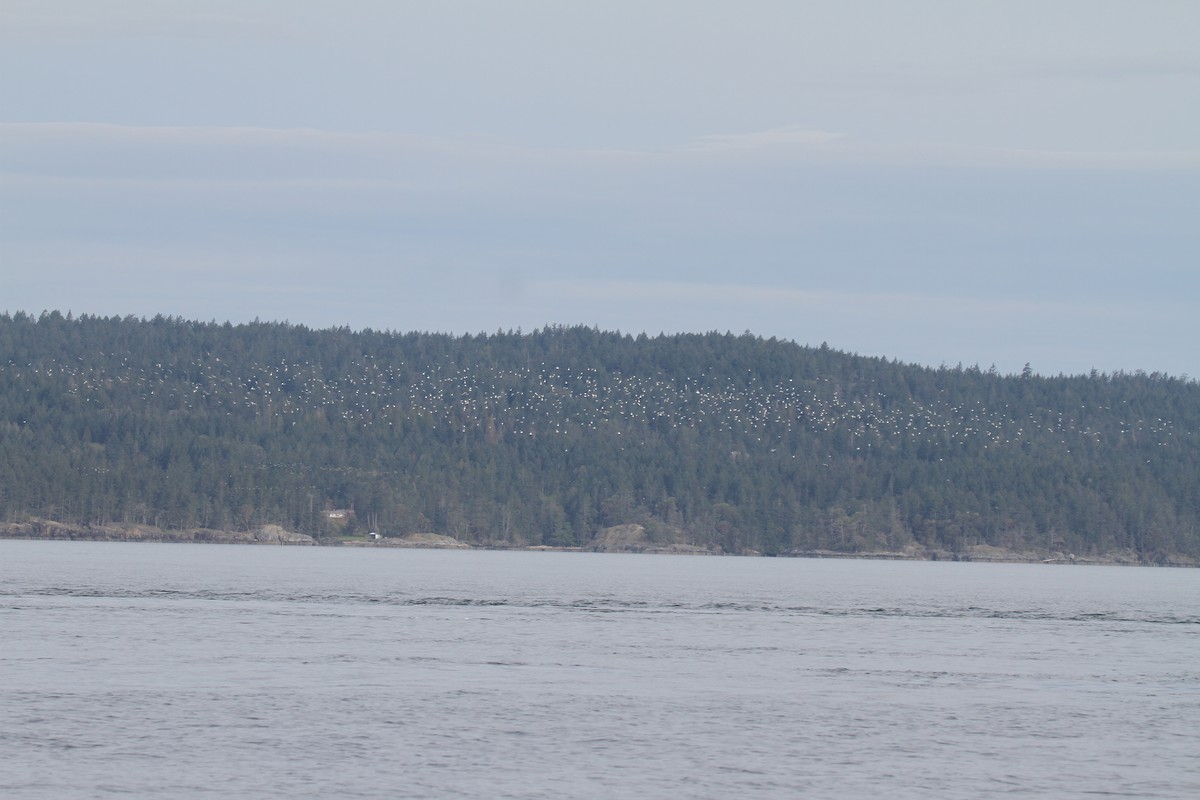 Bonaparte's Gull - ML151543151