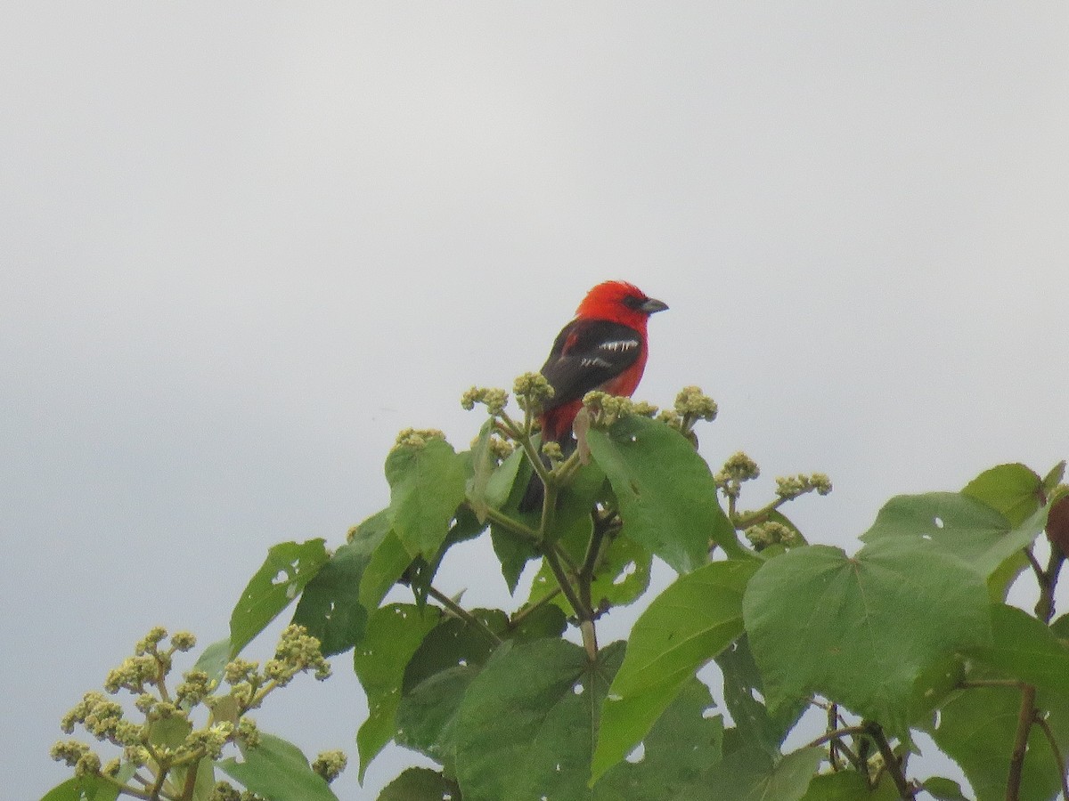 White-winged Tanager - Keith Leonard