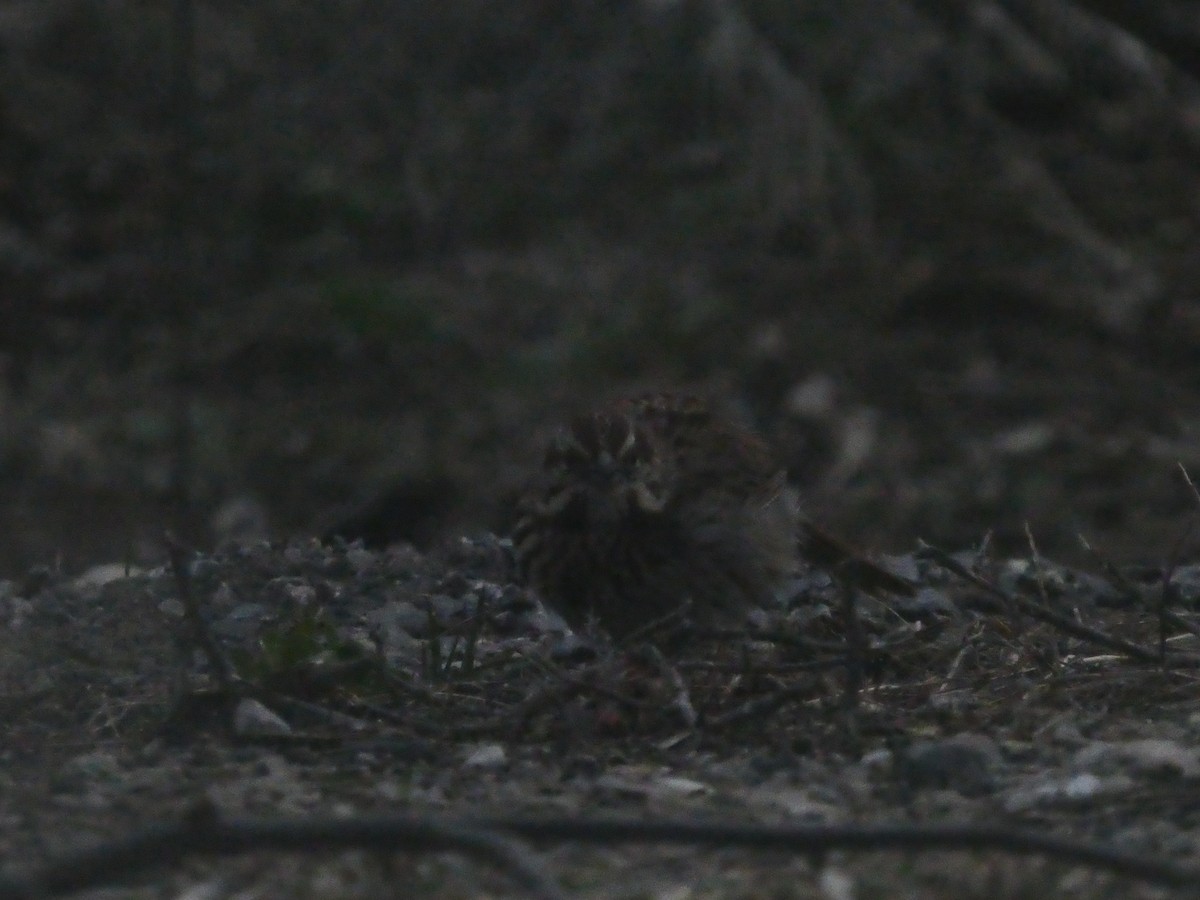 new world sparrow sp. - ML151546851