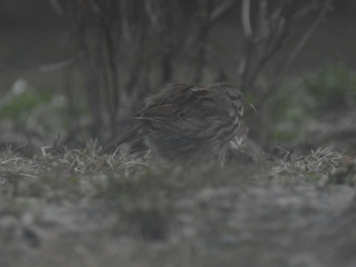 new world sparrow sp. - Devon COPELAND