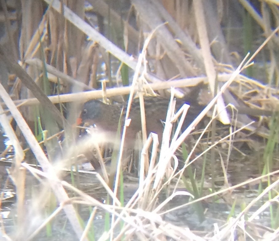 Virginia Rail - ML151548151