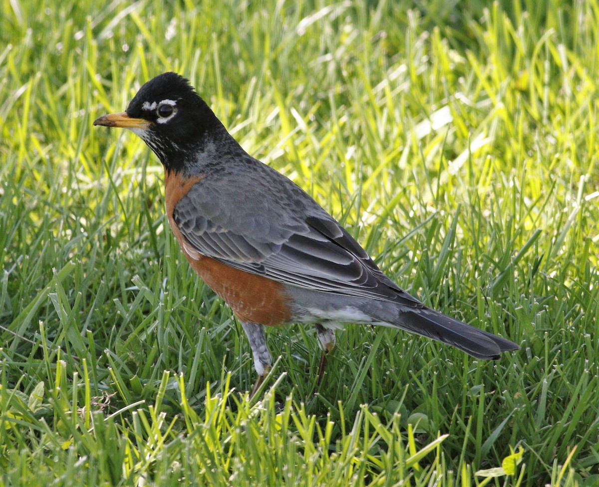 American Robin - Becky Lutz