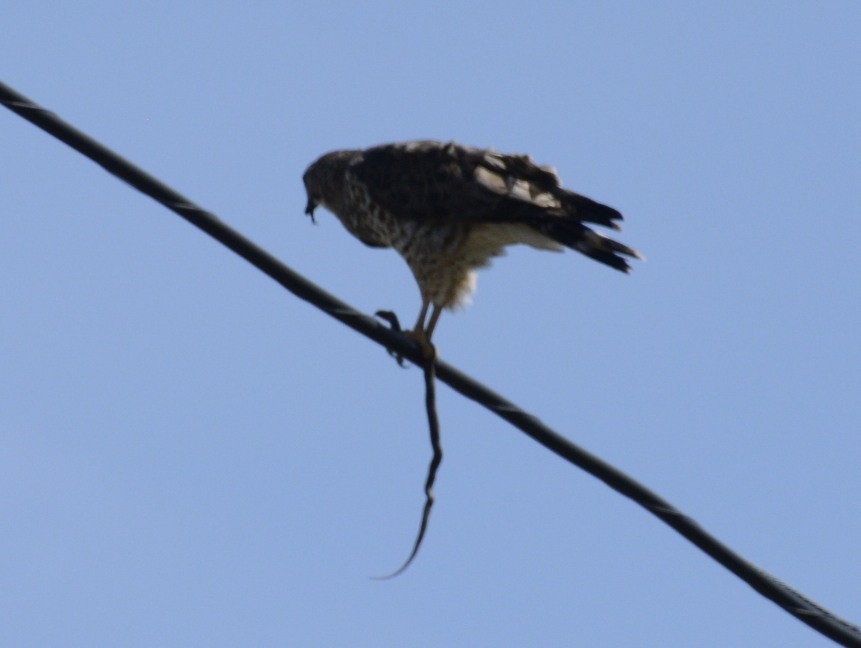 Broad-winged Hawk (Northern) - ML151548961