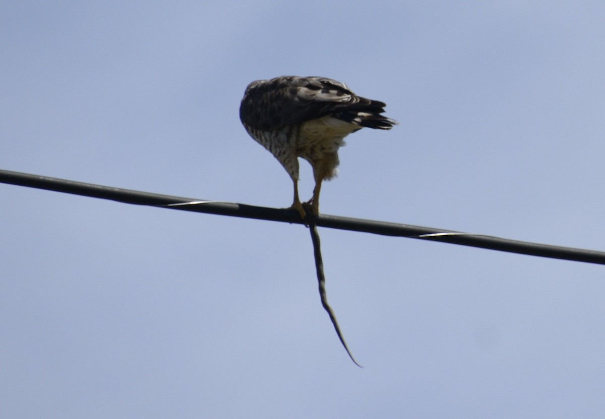 Broad-winged Hawk (Northern) - ML151548981