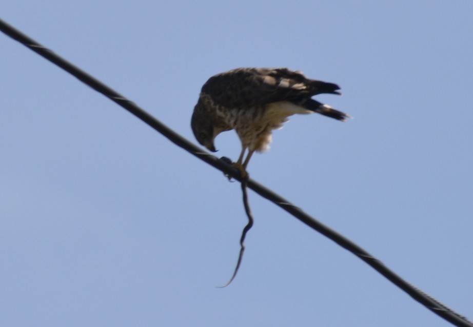 Broad-winged Hawk (Northern) - ML151548991