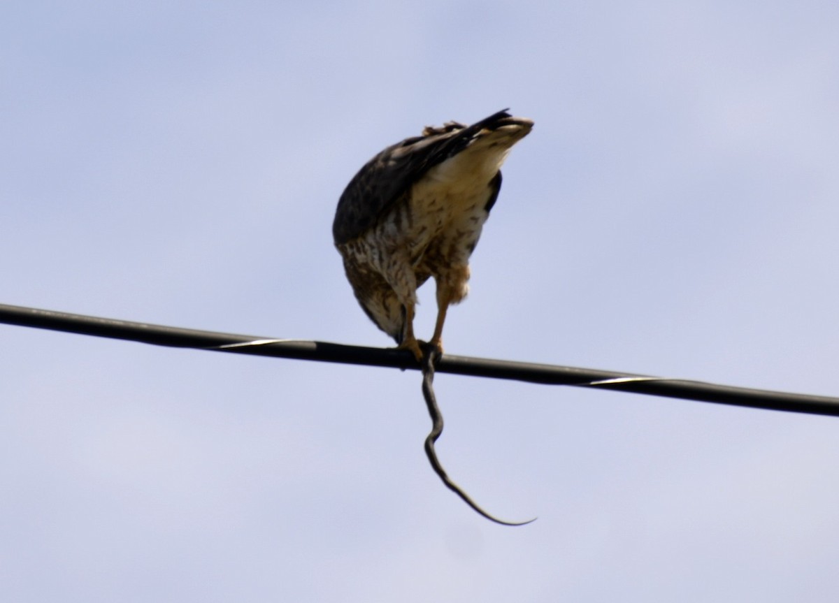 Broad-winged Hawk (Northern) - ML151549001