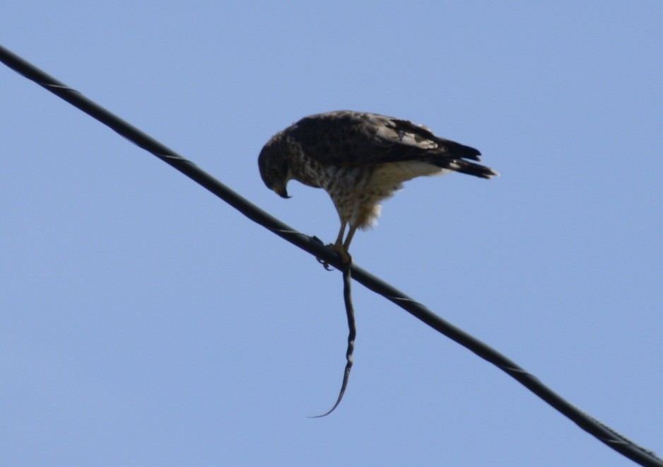 Broad-winged Hawk (Northern) - ML151549011
