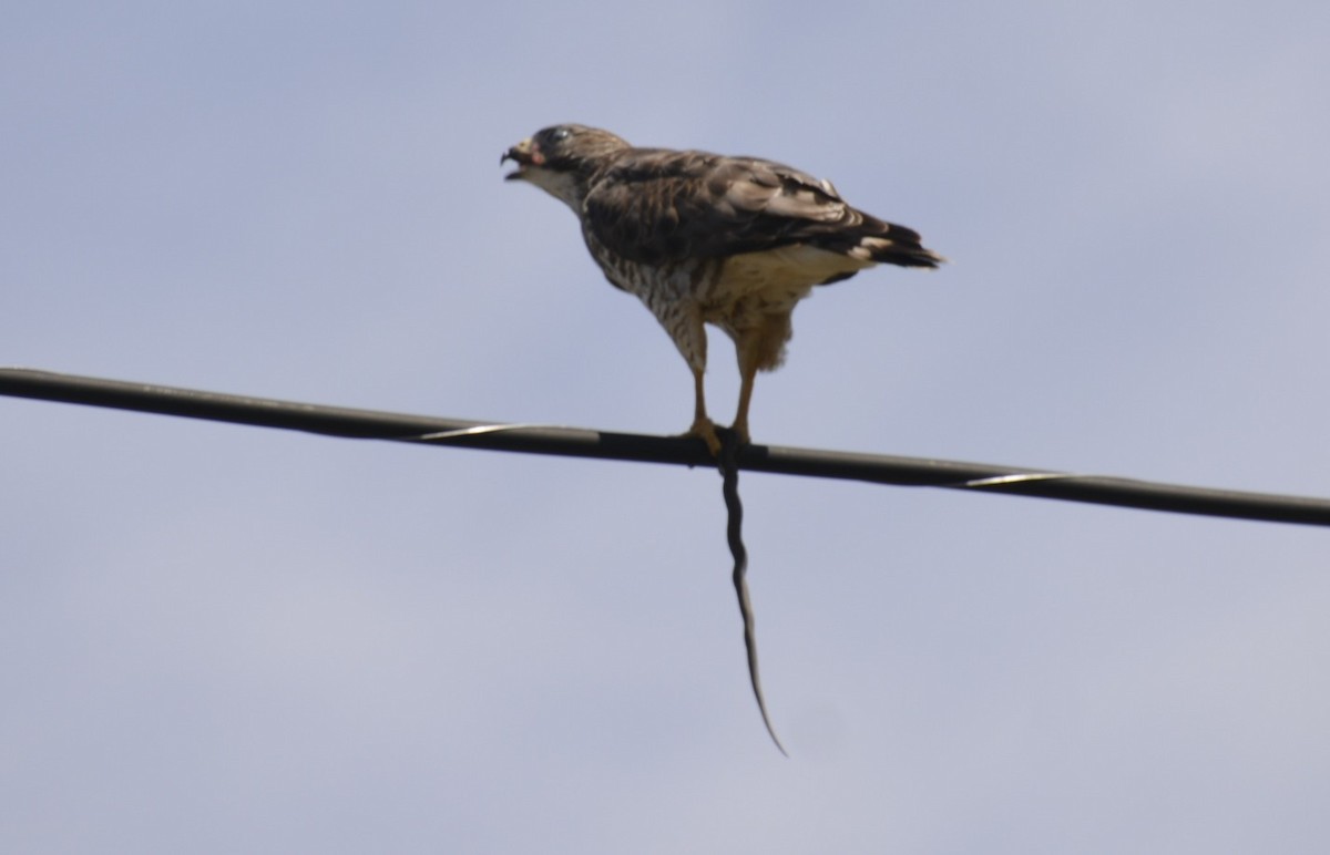 Broad-winged Hawk (Northern) - Randy Bodkins