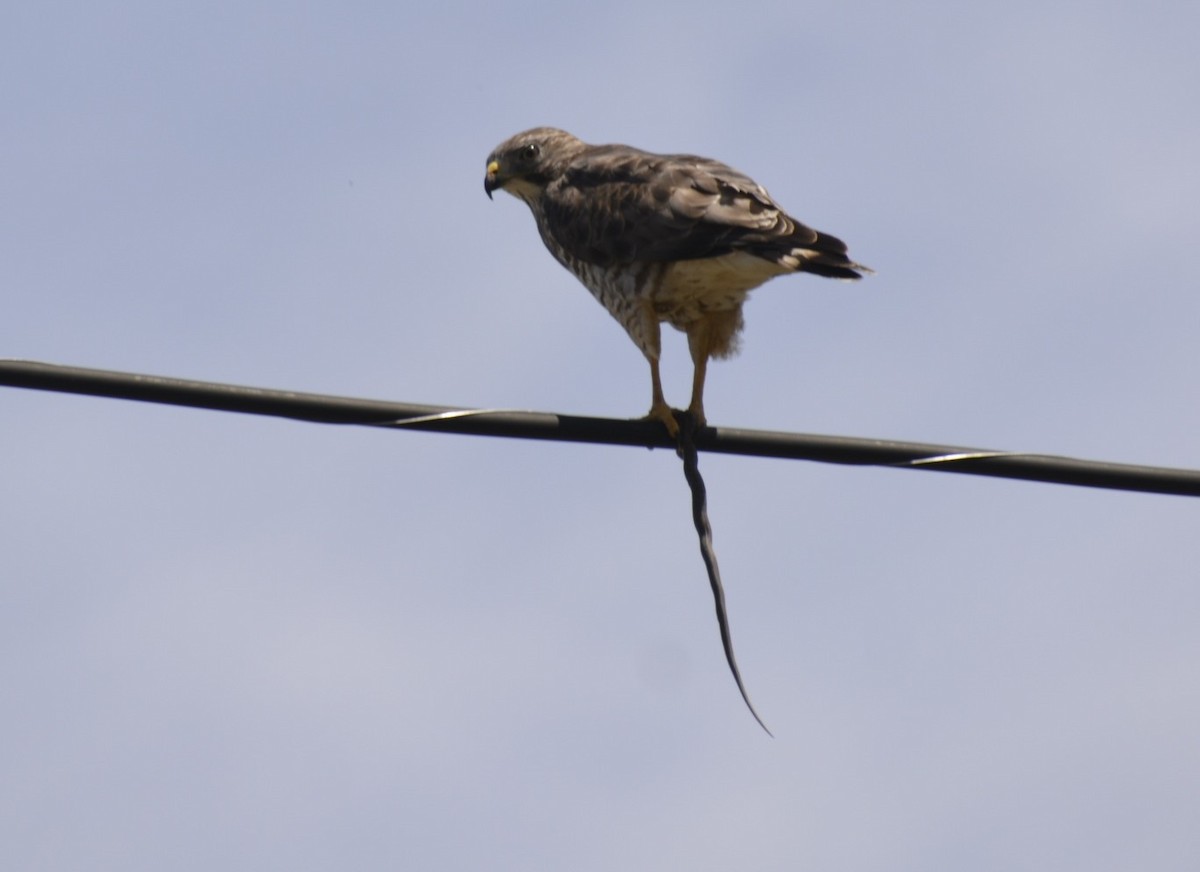 Broad-winged Hawk (Northern) - ML151549031