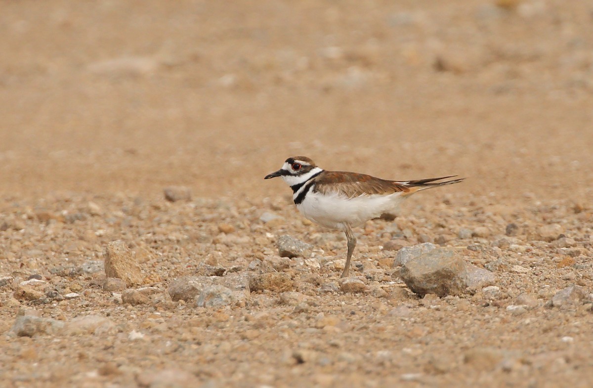 Killdeer - ML151550251